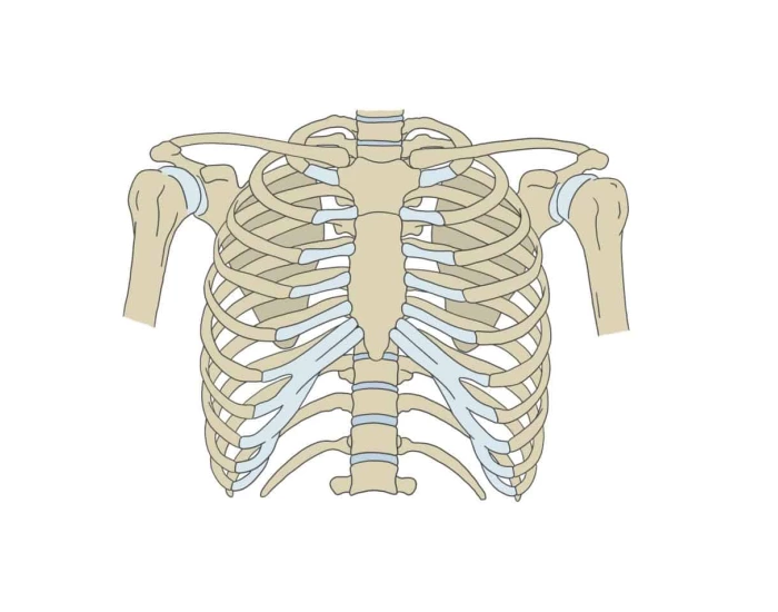 Hval Ribben Thorax en ribben — Printable Worksheet
