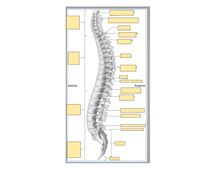 Labelling Angled Column spinal column labelling Quiz