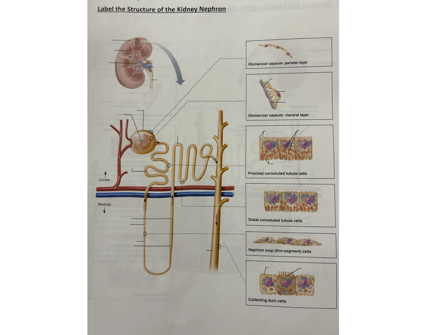 Nephron Worksheet.pdf Structure and Location of the Kidney Nephron — Printable Worksheet