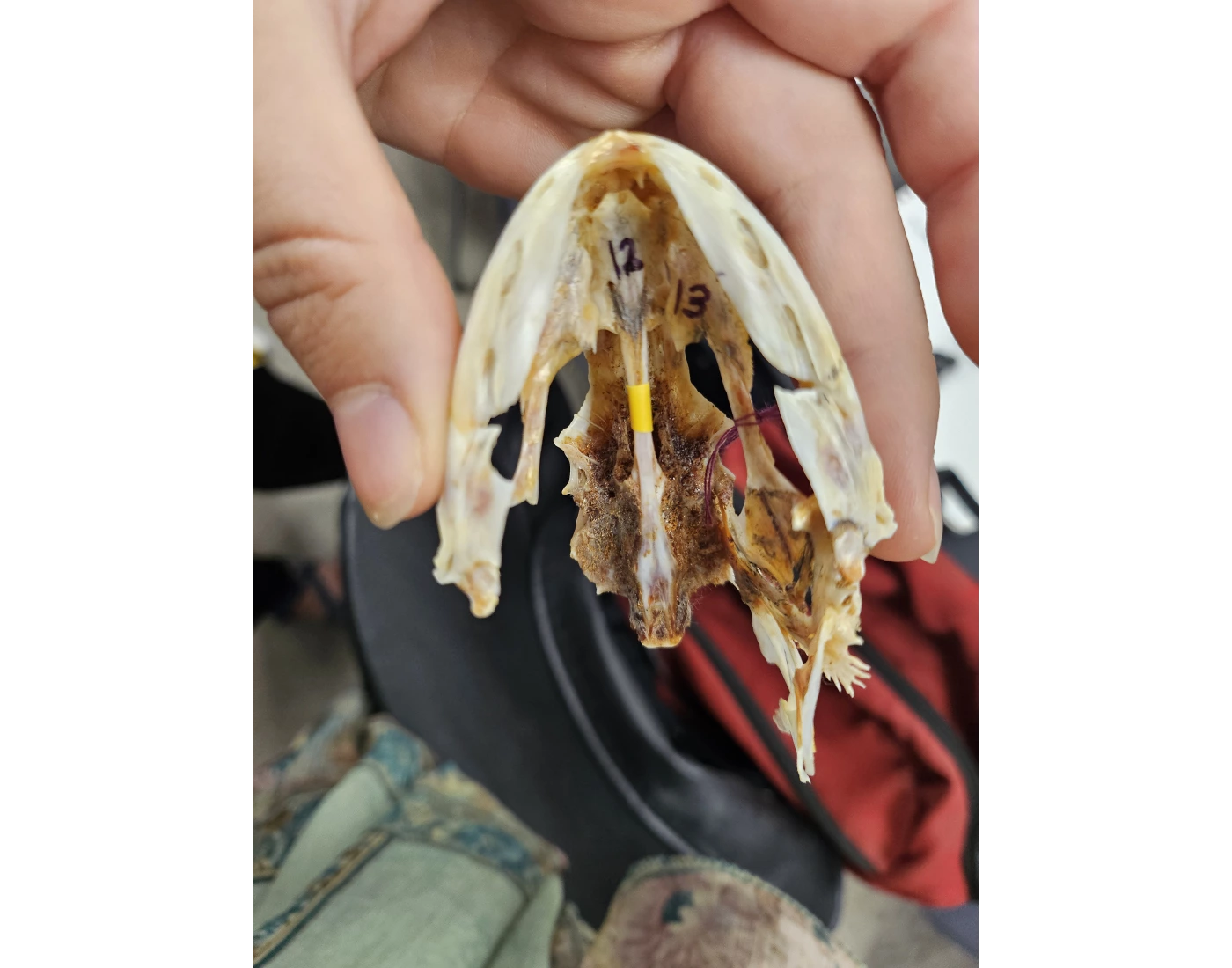 Inside Snapper Skull Quiz