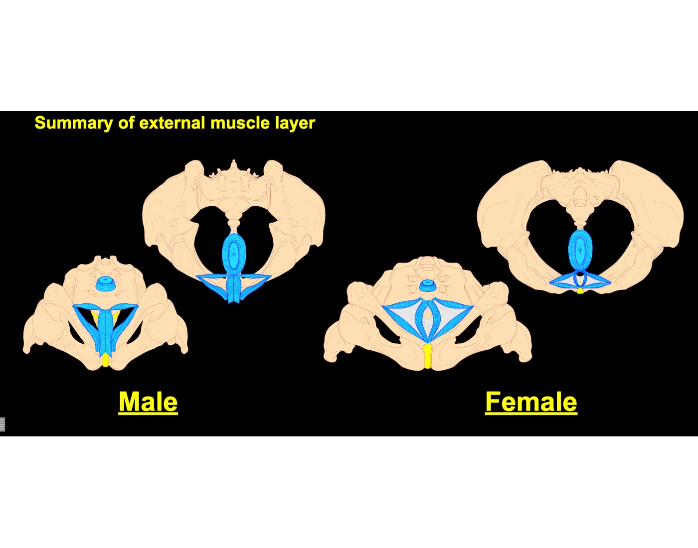 External Layer External layer PELVIC BODY WALL MUSCLES Quiz