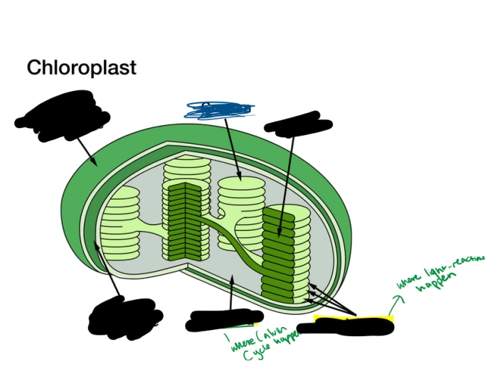 Chloroplast Worksheet.pdf Chloroplast Diagram — Printable Worksheet
