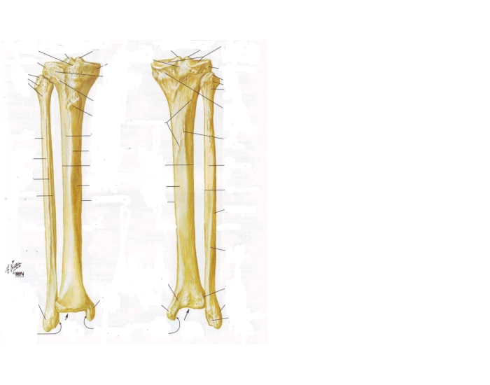 Tibia Si Tibia si fibula Quiz