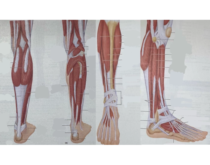 Muscles in lower leg ankle and foot — Printable Worksheet