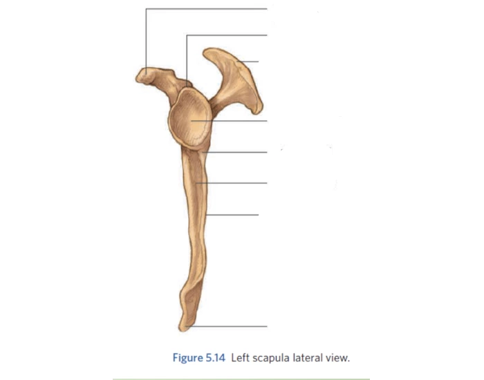 Normal Left Scapula left scapula lateral view Quiz