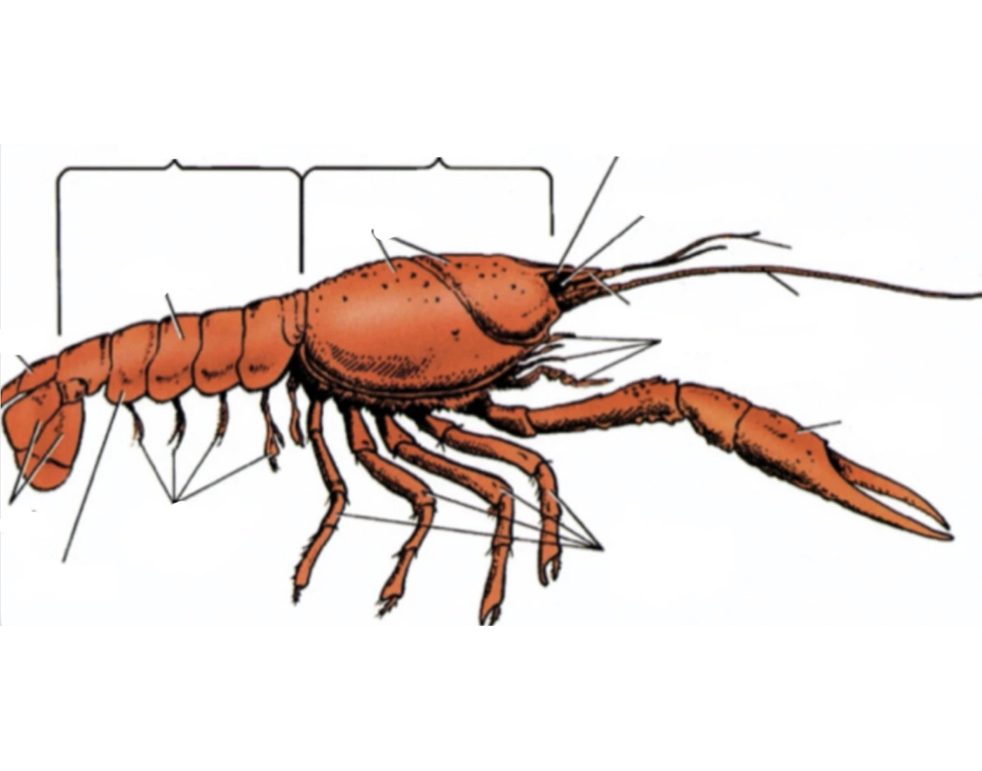 Cray Fish Tale Cray fish Quiz