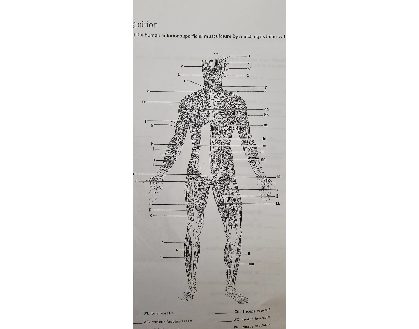 Front Muscles Quiz