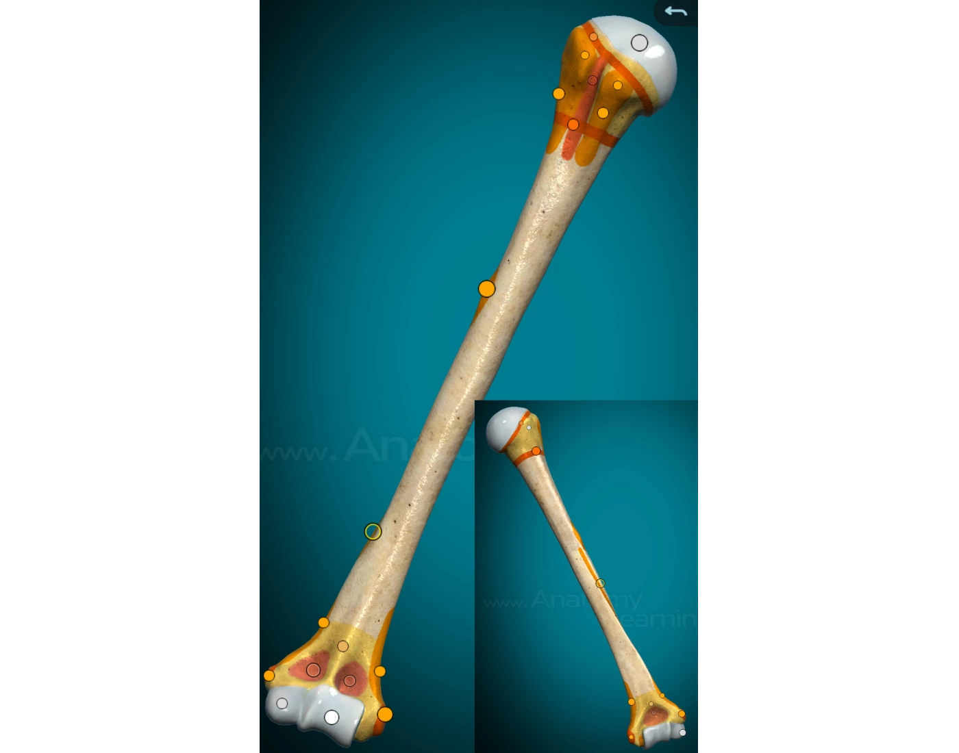 Kość ramienna humerus Quiz