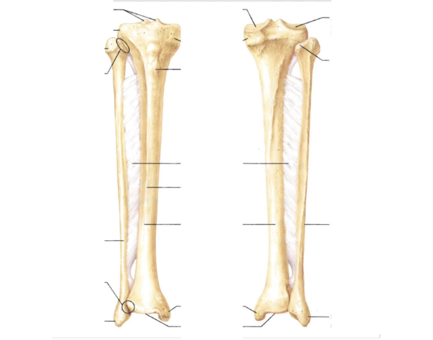 Tibia Fibula Printable Worksheet