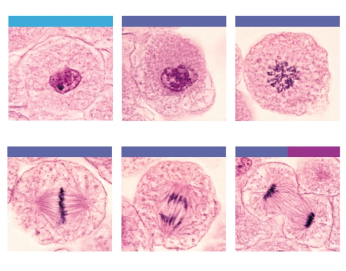 Stages of cell division and interphase Quiz