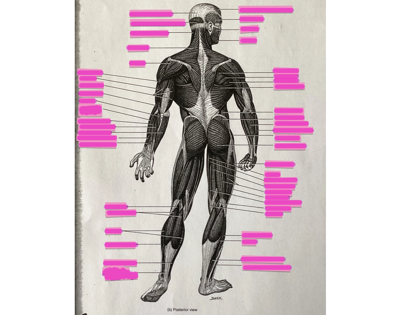 Skeletal Muscles Posterior Printable Worksheet
