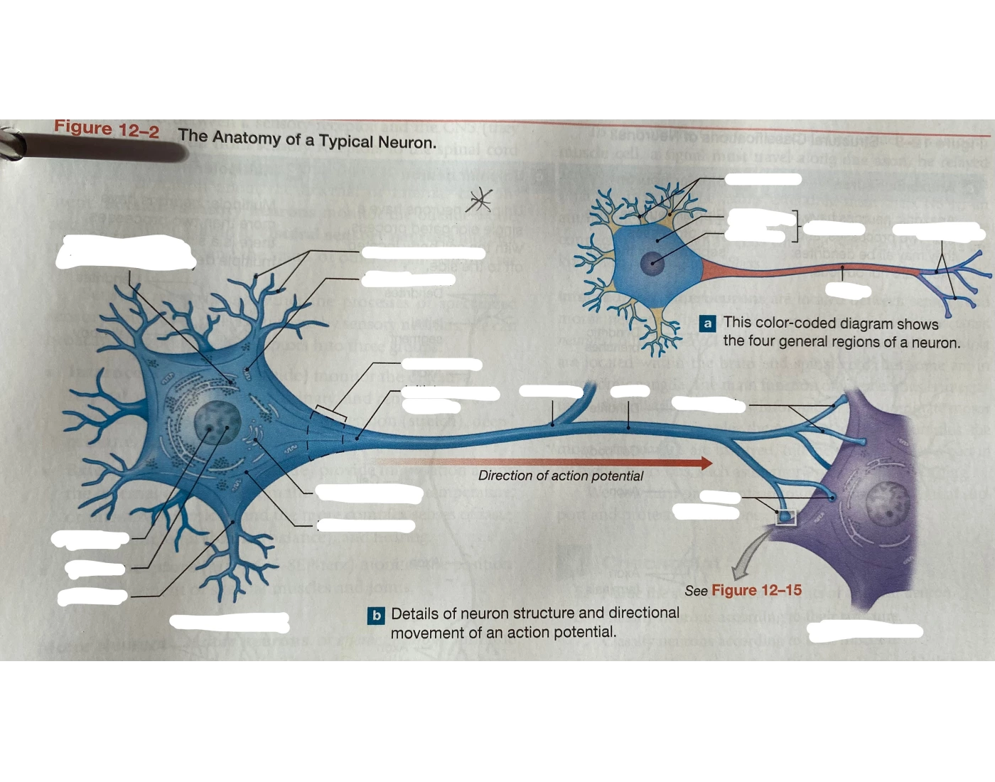 Neuron Quiz