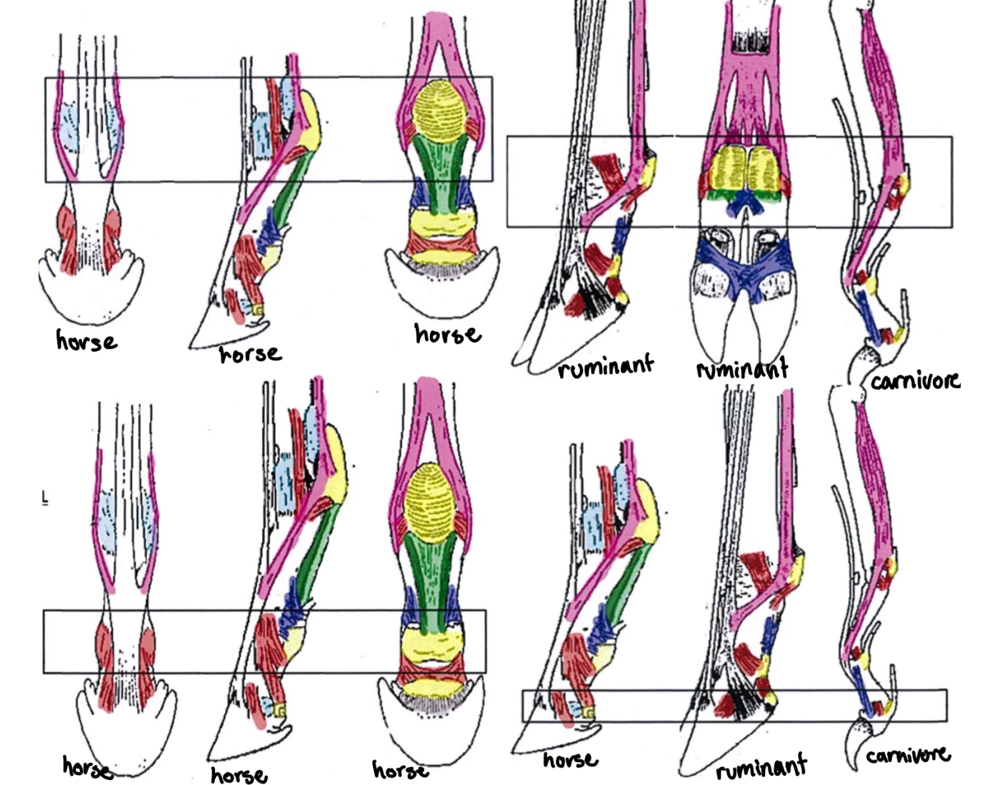 TV1103 Arthrology of the Foot & Digits Quiz