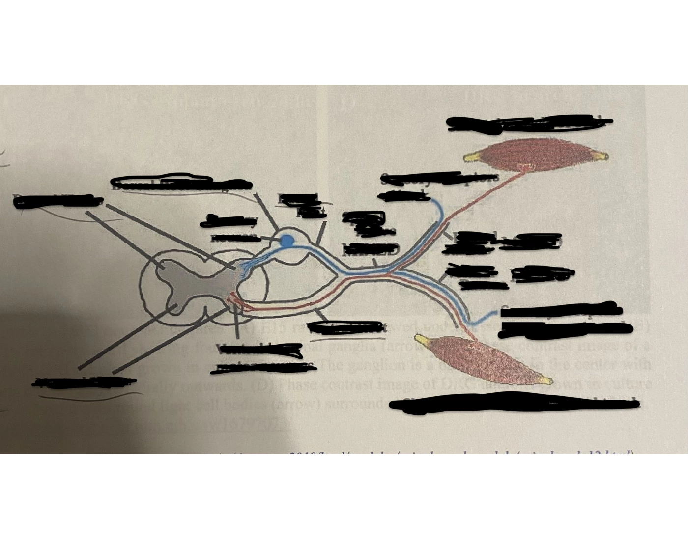Dorsal Nerves Graph Quiz Dorsal nerves graph quiz