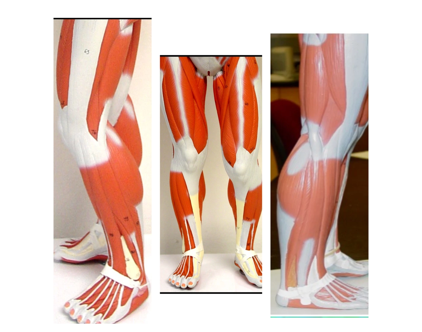 Leg Foot Quiz Leg foot quiz