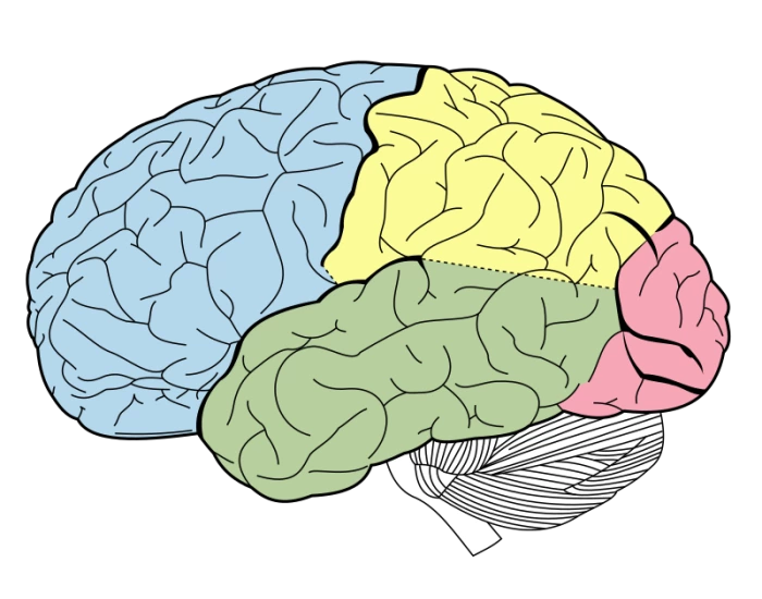Cerebral Cortex Worksheet Cerebral Cortex labeling — Printable Worksheet