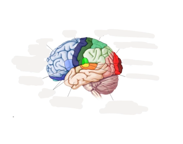 Cerebral Cortex and Localization of Function — Printable Worksheet