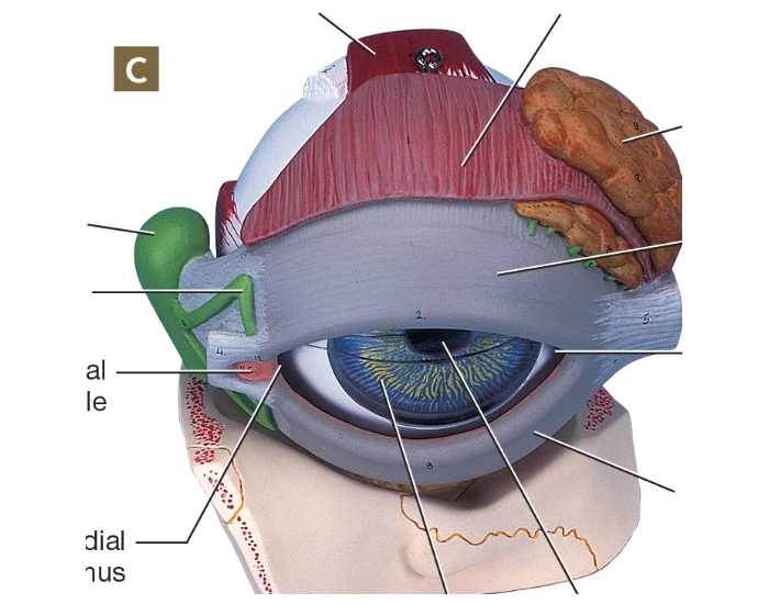 External Structure of Eye Quiz