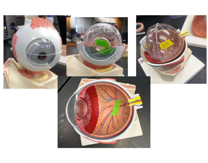 Eye Lab Model- Structures and Muscles Quiz