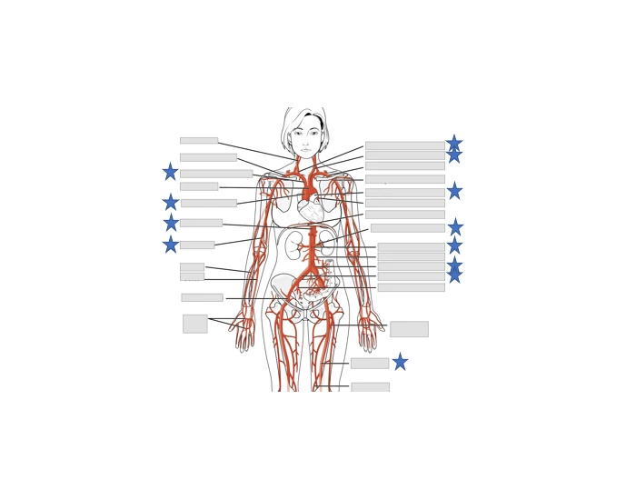 Blood Vessels Printable Worksheet