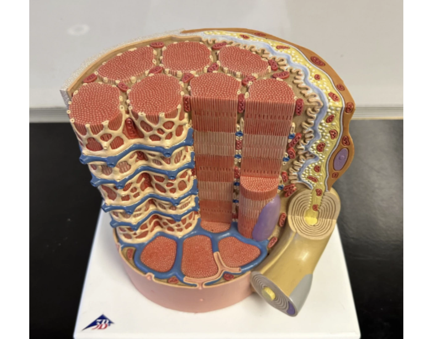 muscle cell model Quiz