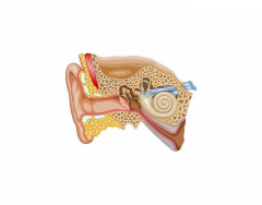 Parts of the Human Ear (Medical Names)