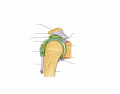 Synovial Joint (shoulder)