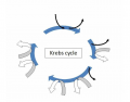 Krebs cycle (BIO)