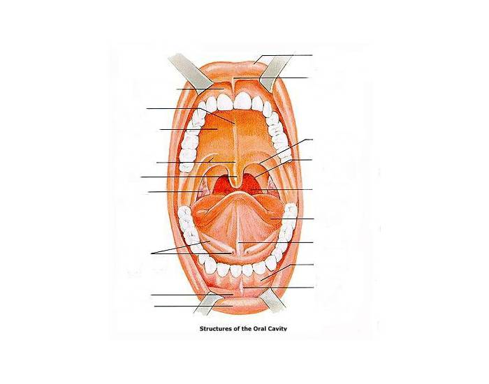 Cavum oris Quiz