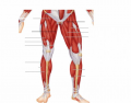 Anterior Muscles of the Lower Limb