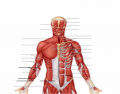 Anterior Muscles of the Upper Body