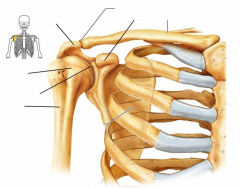 Shoulder (pectoral girdle)