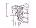 Appendicular Skeleton- Pectoral Girdle ID
