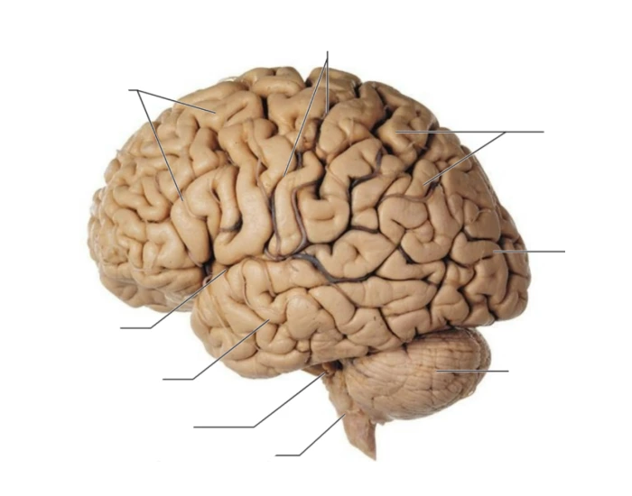 Brain Game Model Realistic Model of the Brain Quiz