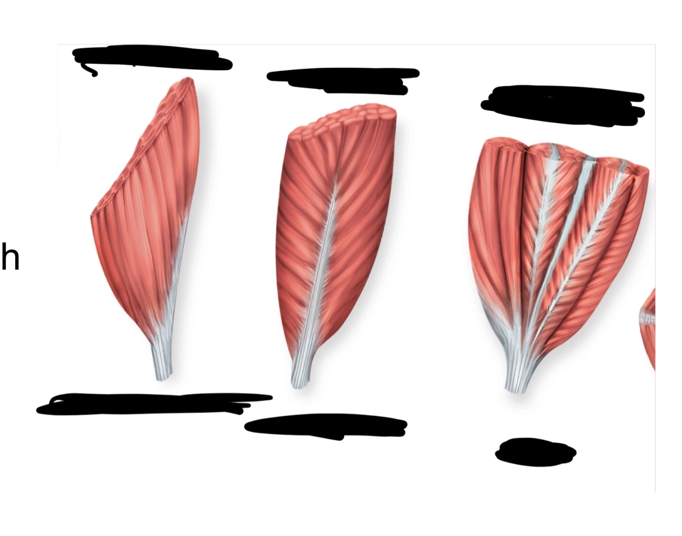 muscle shapes Quiz