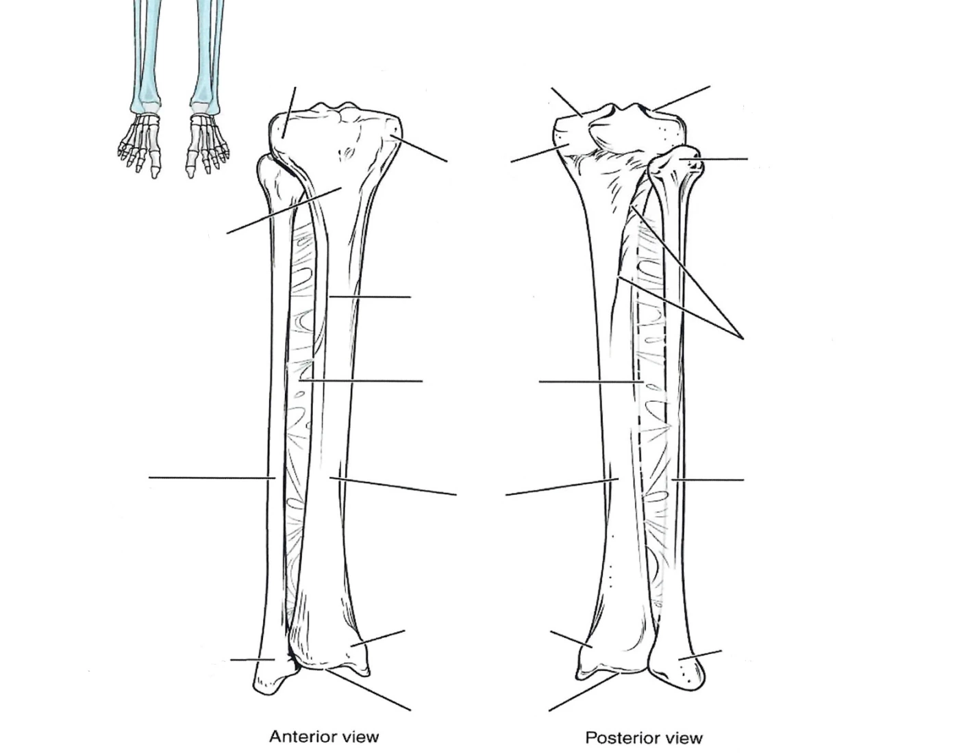 Tibia and Fibula — Printable Worksheet