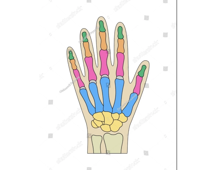 left hand bone labeling Quiz