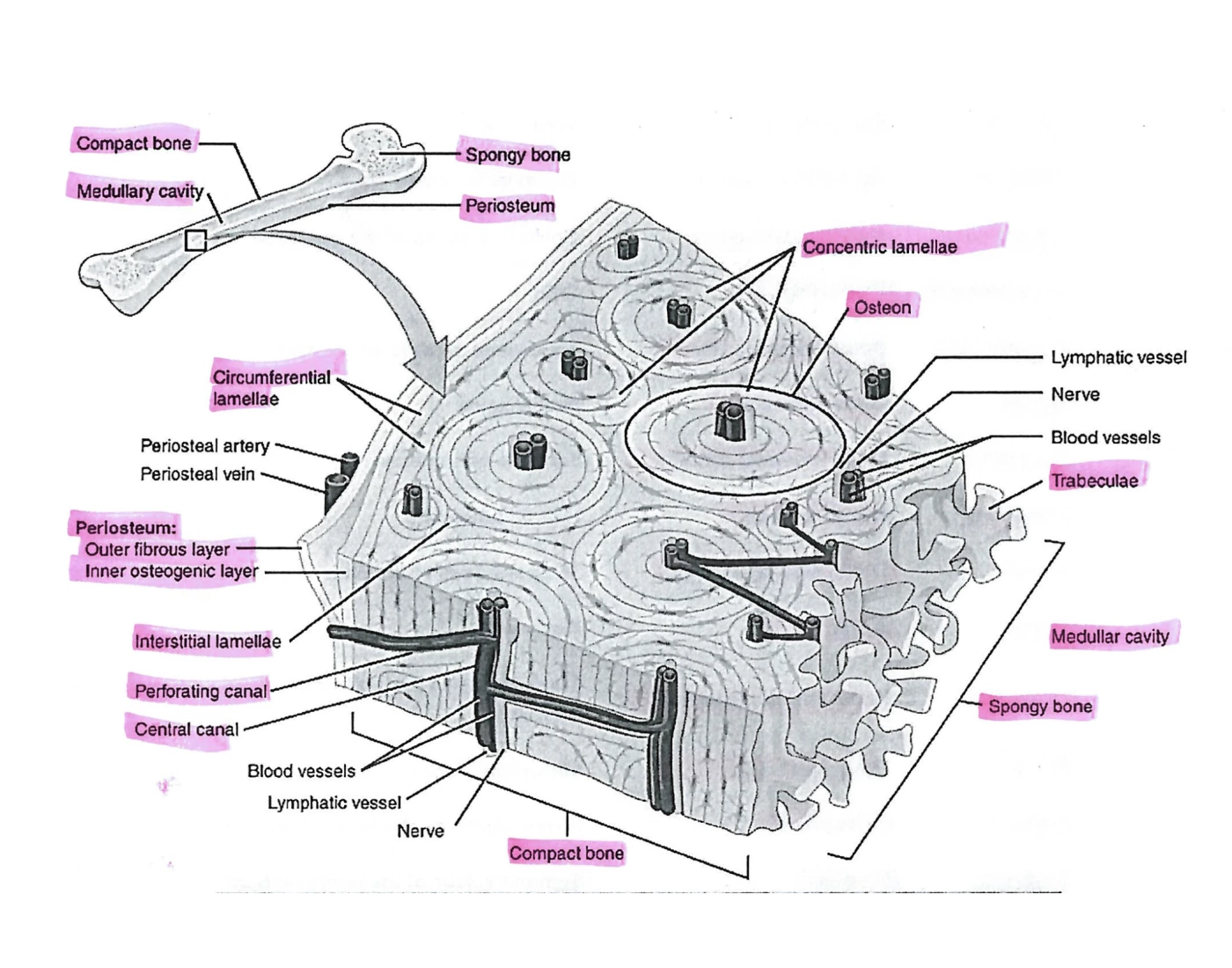 Compact Bone Labelling Worksheet Week 7: Compact/Spongy Bone — Printable Worksheet