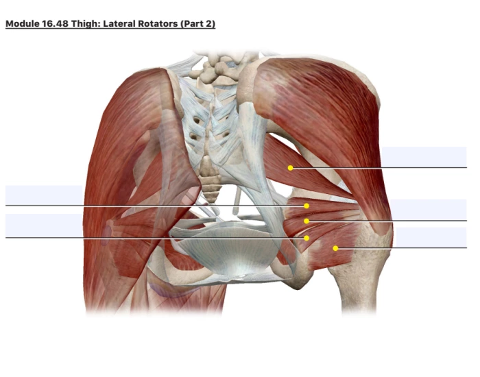 Thing muscles: Lateral rotators part two Quiz
