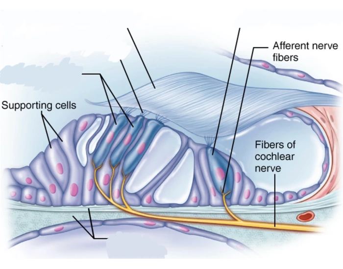 Inside the Cochlea Quiz