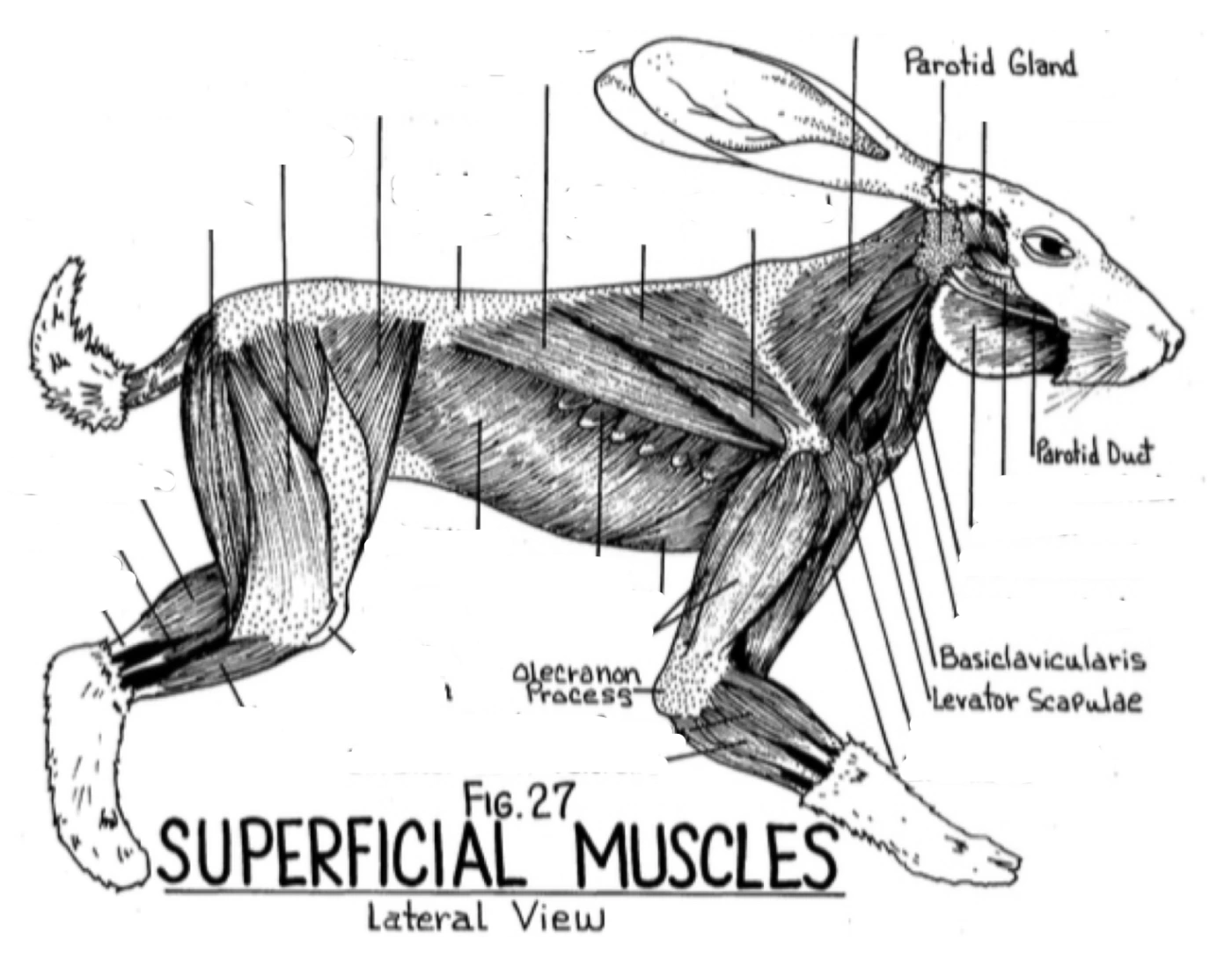 Rabbit Superficial Muscles-Lateral View Quiz