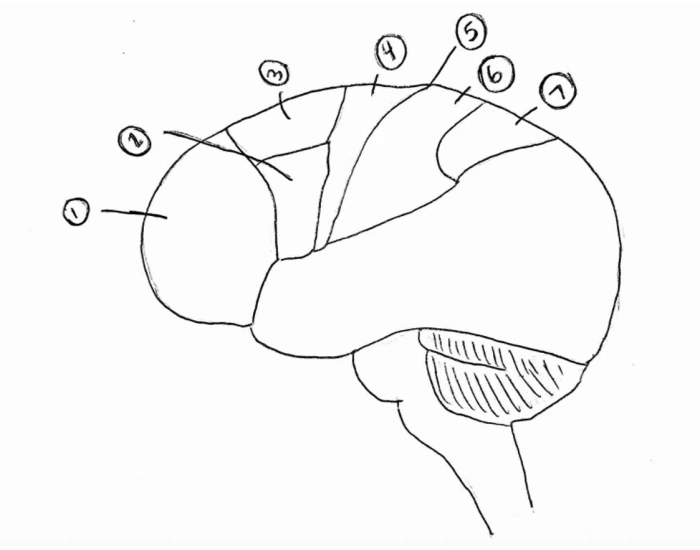 Cerebral Cortex Worksheet Cerebral Cortex Areas of the Brain Labeling — Printable Worksheet