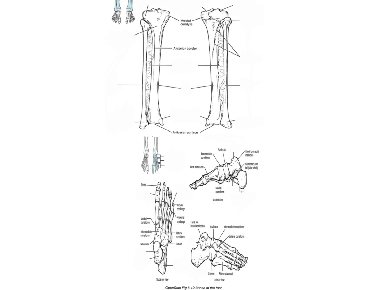 Tibia, Fibula, Bons of Foot — Printable Worksheet