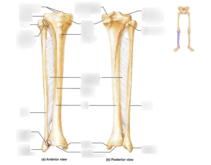 Leg Inner Sign Bone Markings of Lower Leg — Printable Worksheet