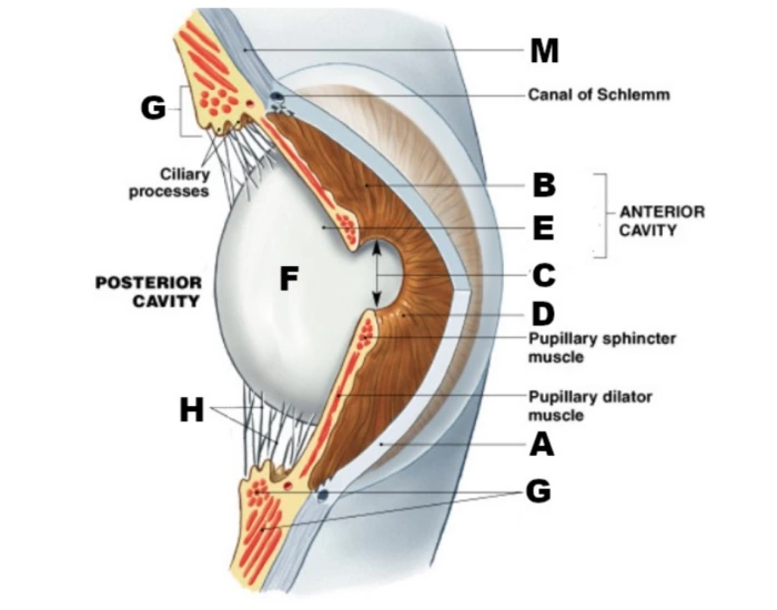 Drep Eye Deep eye Quiz