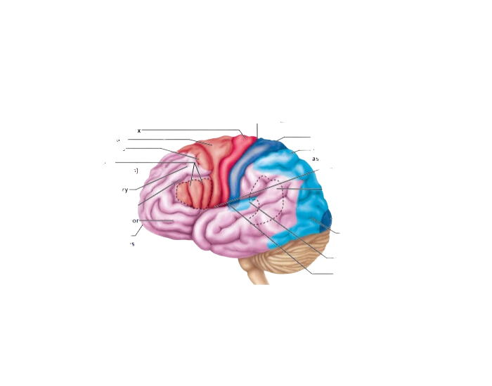 Cerebral Cortex Worksheet functions of cerebral cortex — Printable Worksheet
