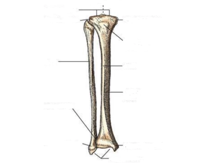 AP Tib/Fib bones Quiz