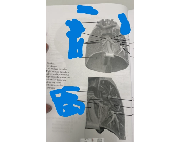 Reparation systems lungs Quiz