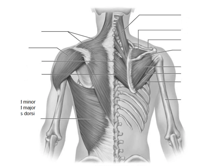 Posterior Back Muscles Printable Worksheet