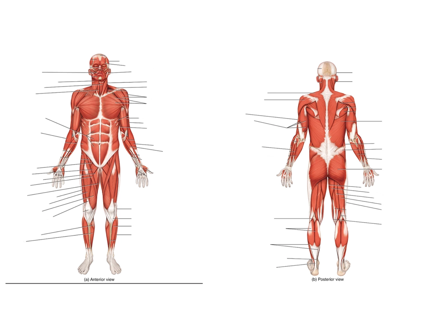 Muscle Identification Quiz Printable Worksheet